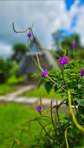 a bunch of purple flowers on a bush at Flora Glamping de Abuela in Fortuna