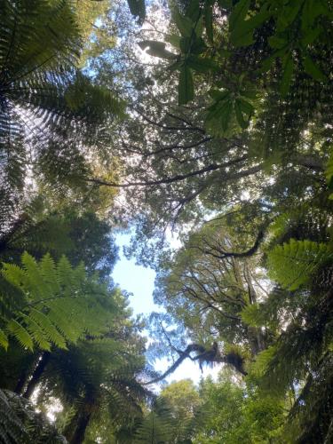 a view from the ground of a forest of trees at The Divvy Hut Raglan Retreat in Raglan