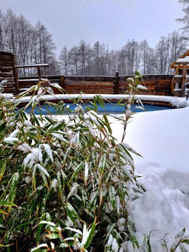 a snow covered plant in front of a swimming pool at OSADA POD LASEM in Andrychów
