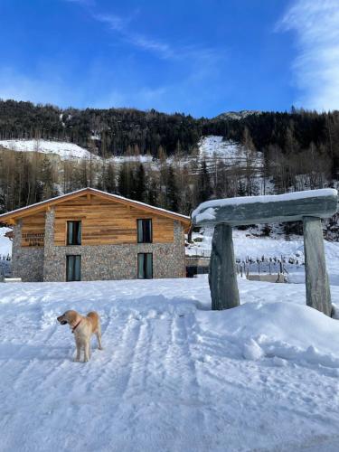 a dog standing in the snow in front of a cabin at Sabbionaccio Apartments & Spa in Chiesa in Valmalenco