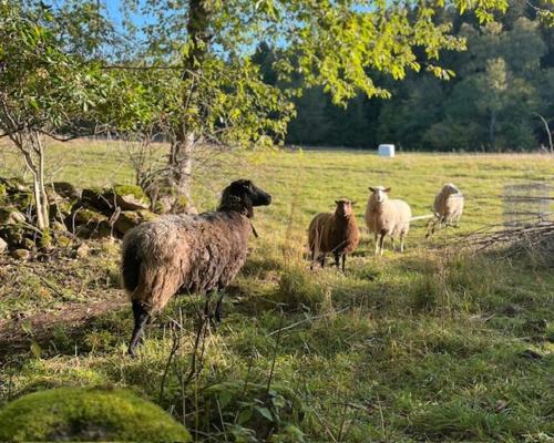Tiere im Ferienhaus oder in der Nähe