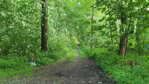 a dirt road in the middle of a forest at FeWo Winter in der Villa Waldrand mit zwei Balkonen in Bad Wünnenberg
