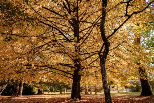 a group of trees in a park with autumn leaves at Parc de L'Aiguade in Saint-Paul-lès-Dax