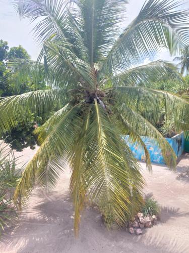 a palm tree sitting on a sandy beach at Princess of Zanzibar in Michamvi