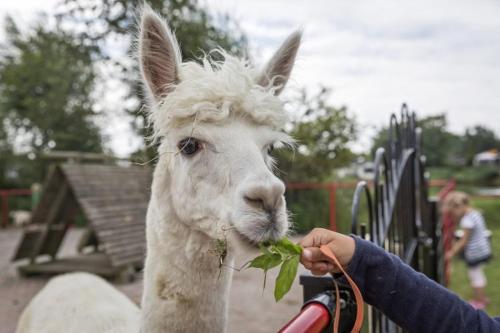 a person feeding a sheep with a leaf in its mouth at Chalet Makkum C99B met prive gelegen tuin aan het water in Makkum