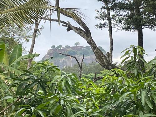 Un paisaje natural cerca de la casa de huéspedes