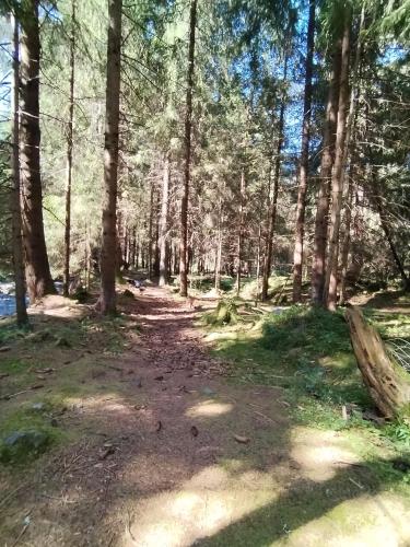 a path in the woods with trees at Penzion Real in Žiar