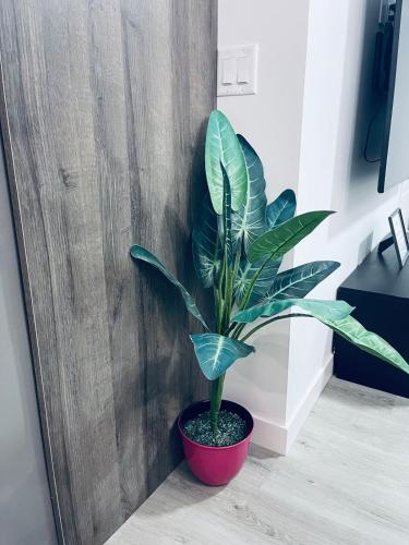 a plant in a red pot in a room at Modern 2 bedroom guest suite with AC in Calgary