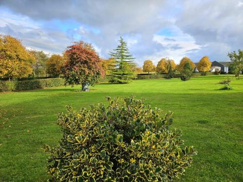 a bush in the middle of a green field at Hazelwood Country House in Adare