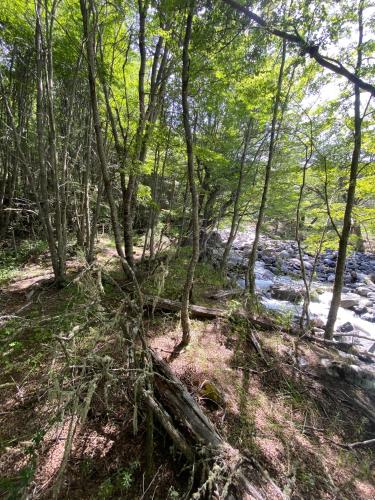 a group of trees next to a river at Cabaña con Vista Bosque y Río in Villa Cerro Castillo