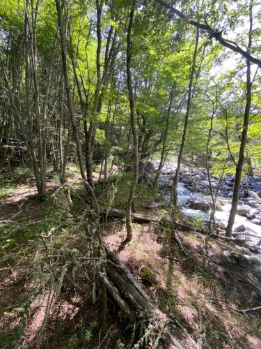 a wooded area with a river and trees at Cabaña con Vista Bosque y Río in Villa Cerro Castillo