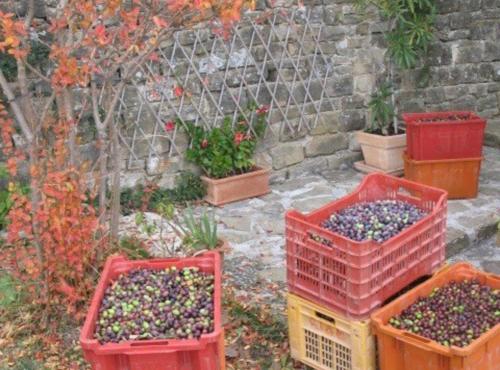 three baskets full of olives in a garden at Villa Bella in Grožnjan