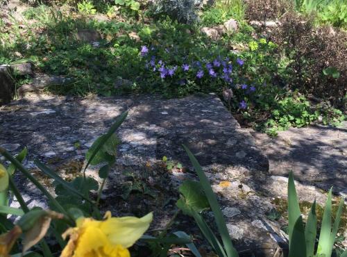 a garden with purple flowers and a pathway at Villa Bella in Grožnjan