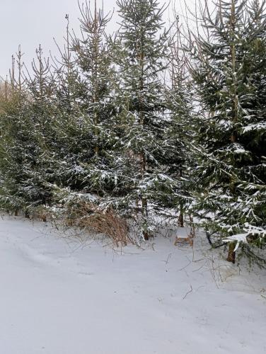 a bench between two trees in the snow at apartmán Fénix in Buková