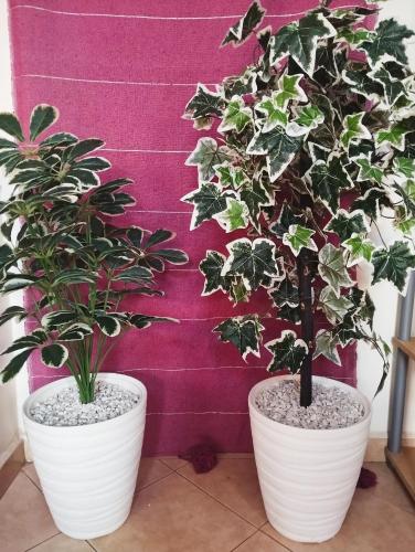 two plants in white pots sitting next to each other at rico,s house in Agadir