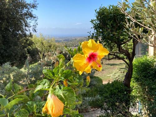 a yellow flower on a bush with a tree at Villa Quartarella - La bellezza nel silenzio - piscina in Michelica