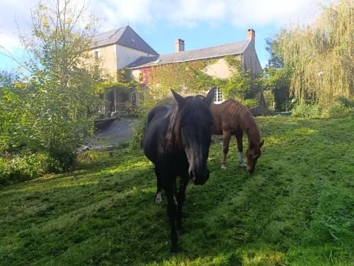 two horses standing in the grass in a field at Gîte les pieds dans l'eau in Baugé-en-Anjou