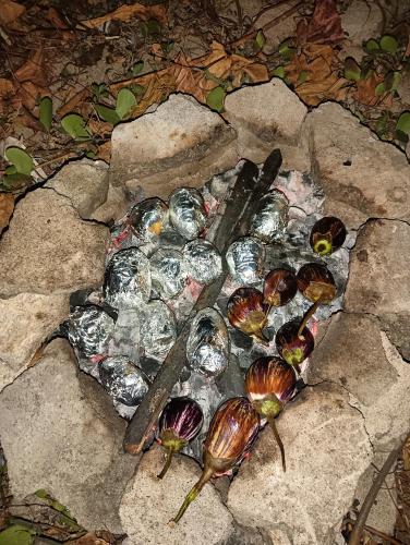 a group of snails sitting on a rock at Beach Clan Dorms in Alleppey