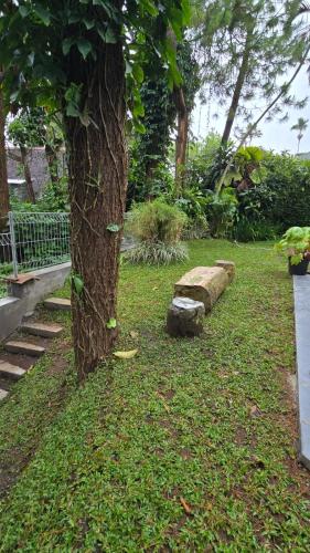 a tree with a rock next to a tree at Villa Klub Bunga, 3 BDR with kid's pool in Batu
