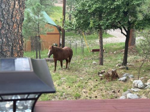a brown horse standing in a field next to trees at Gonzales Cozy Little Bear Cabin in Ruidoso