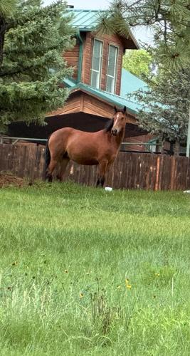 a horse standing in the grass in front of a house at Gonzales Cozy Little Bear Cabin in Ruidoso