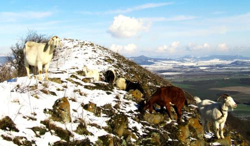a group of goats standing on top of a mountain at Maringotka Matylda in Libčeves