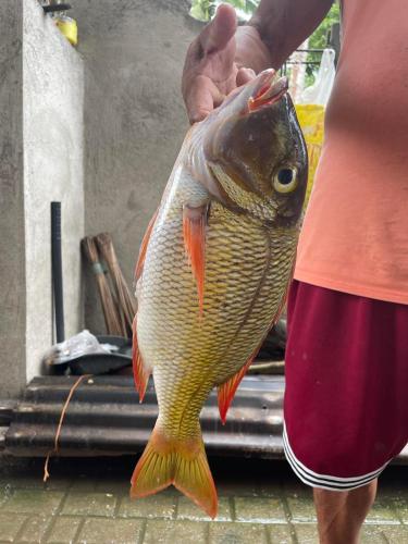 MaripipiLuxury Place in Paradise Island的手里拿着大鱼的人