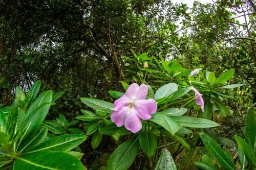 a pink flower on a bush with green leaves at La Juana Posada en Tenjo in Tenjo