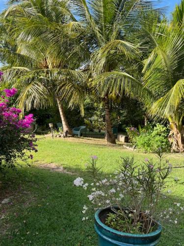 Taman di luar Jardin des Anges-Bungalows créoles et studio