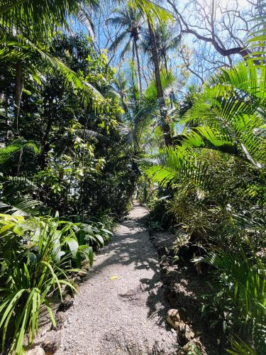 a path in the middle of a forest with palm trees at Calala Lodge in Cabuya
