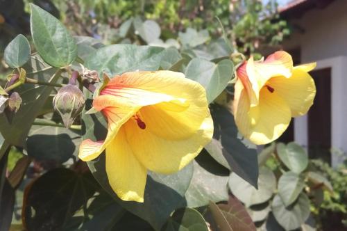 a group of yellow flowers on a tree at Like Home Gedera in Gedera