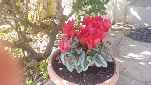 a potted plant with red flowers in a pot at Like Home Gedera in Gedera