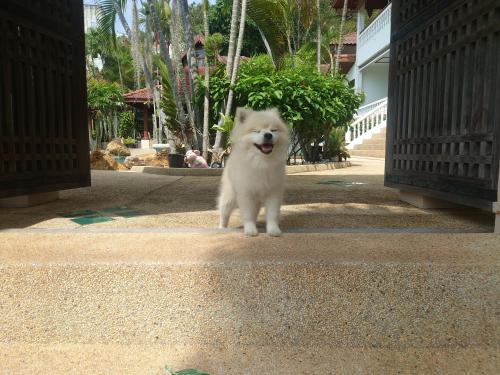 a white dog standing in the middle of a street at Samui Little Garden Resort in Chaweng