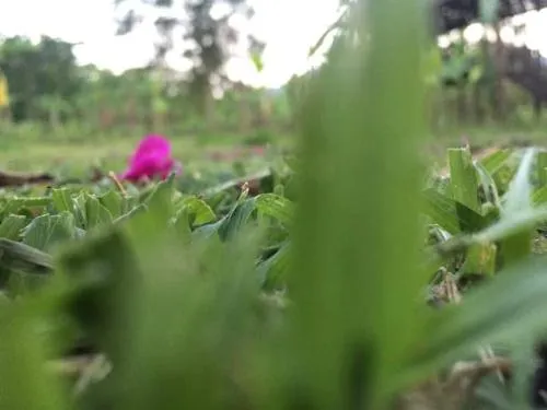BOLAVEN GARDEN Bungalow and tent - Tad Lo