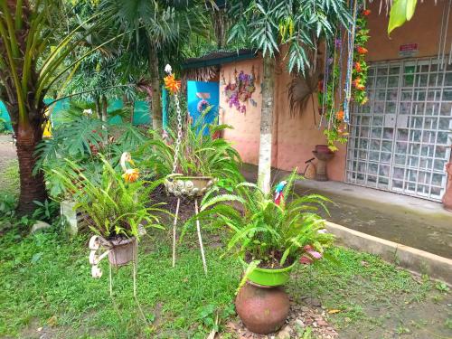a garden with potted plants in front of a building at Cabaña de Lucas in Loma Bonita