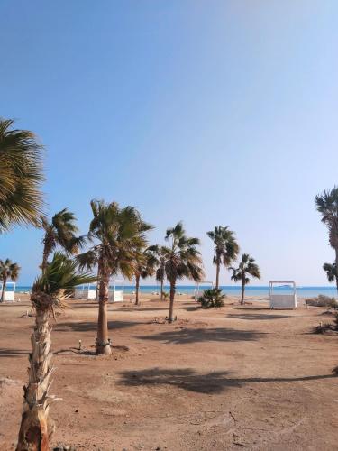 a group of palm trees on a sandy beach at Jutta Deluxe 2-Bedroom-Apartment Mangroovy-M7 El Gouna in Hurghada