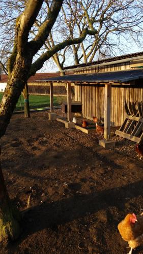 a chicken standing in front of a wooden shed at Ferienhaus Zillendorf in Zillendorf