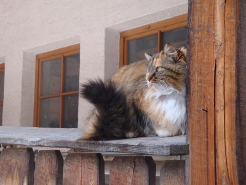 a cat sitting on a ledge of a window at Schupferhof in Petersberg