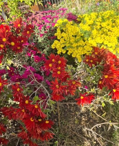 a bunch of colorful flowers in a garden at גן הדובדבנים in Odem