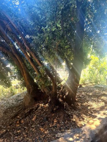 a tree in the dirt with the sun behind it at גן הדובדבנים in Odem
