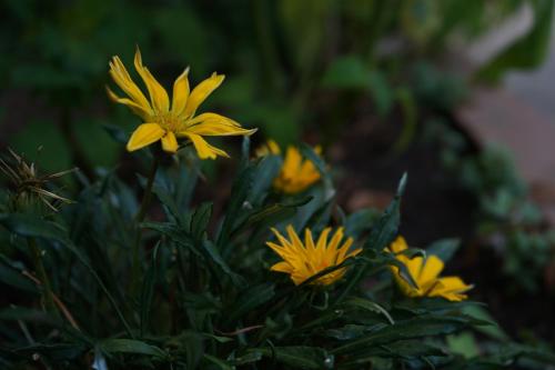 a group of yellow flowers in a plant at Loiacono Apartments 2 in Caria