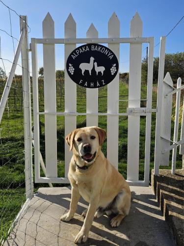 a dog sitting in front of a gate at Alpaka Bakonya Faház in Bakonya
