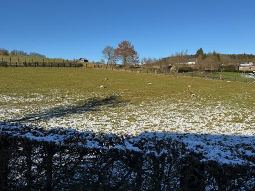 a group of animals grazing in a field with snow at Achouffe - LACHENAL in Achouffe