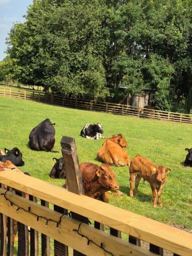 a group of cows laying in a field next to a fence at Burtree Country House, Tipi's, Treehouse & Lodge & house rooms with hot tubs in a private garden in Thirsk