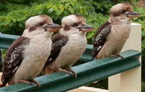 a group of birds sitting on a green rail at The Falls Montville in Montville