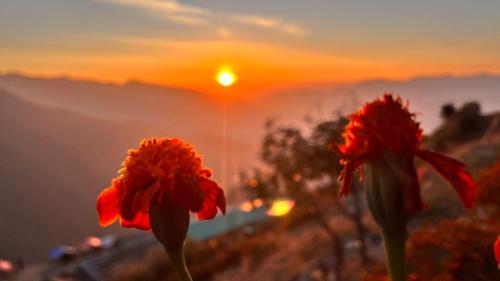 two red flowers with the sunset in the background at Wander Thrives iNN in Manāli