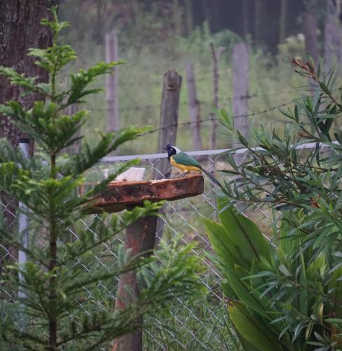 a bird is sitting on a bird feeder at Campo y Descanso 15 min Ciudad in Popayan