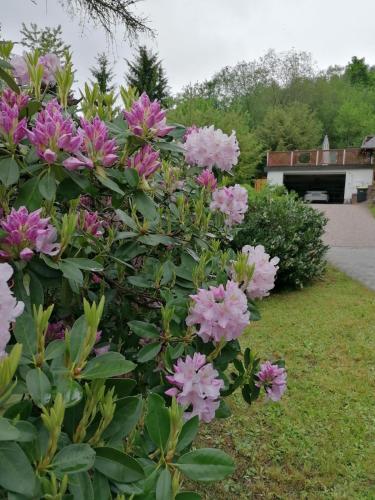 a bush of pink flowers in a yard at Ferienhaus Green Emotion in Suhl