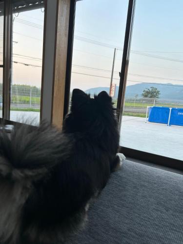 a black cat is looking out of a window at とっくりhouse in Takashima
