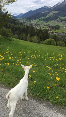 a white goat standing in a field of flowers at Hörlbauer-Leogang in Leogang